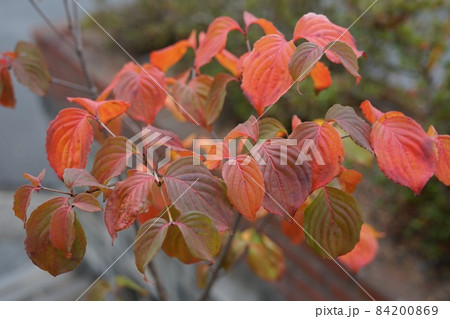 ヤマボウシ かがやく紅葉 ヤマボウシ かがやく紅葉 84200869