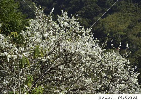 花 フラワー お花 84200893