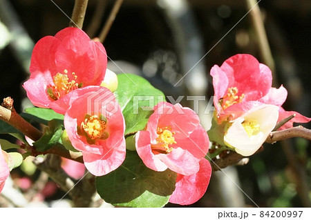 秋にも咲くボケ（木瓜）の花 春が待ちきれないの？ 84200997