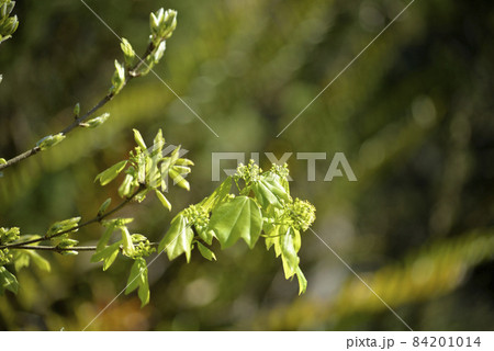 植物 工場 プランツ 84201014