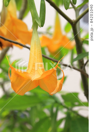 エンジェルストランペットの花(木立朝鮮朝顔) エンジェルストランペットの花(木立朝鮮朝顔) 84201040