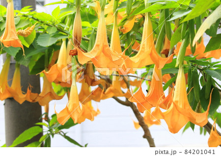 エンジェルストランペットの花(木立朝鮮朝顔) エンジェルストランペットの花(木立朝鮮朝顔) 84201041