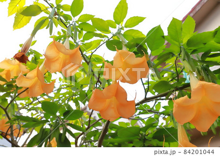 エンジェルストランペットの花（木立朝鮮朝顔） 84201044