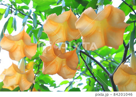 エンジェルストランペットの花（木立朝鮮朝顔） 84201046