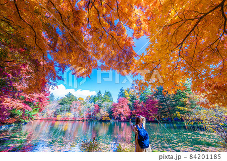 軽井沢雲場池の紅葉 84201185