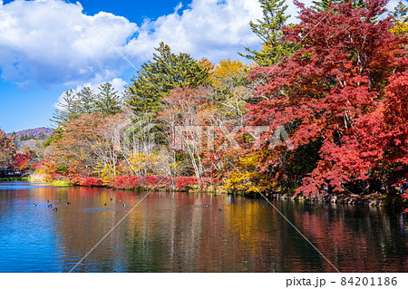 軽井沢雲場池の紅葉 84201186