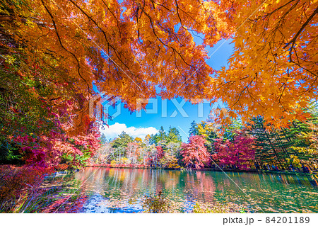 軽井沢雲場池の紅葉 軽井沢雲場池の紅葉 84201189