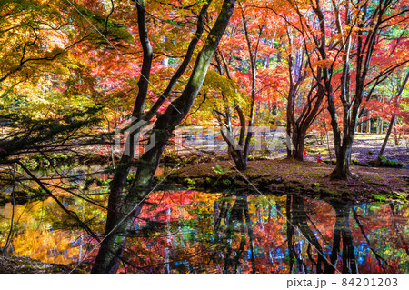 軽井沢雲場池の紅葉 84201203