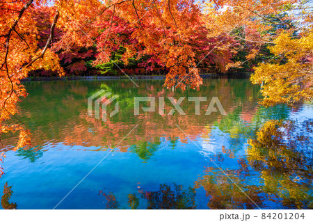 軽井沢雲場池の紅葉 84201204
