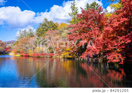 軽井沢雲場池の紅葉 84201205