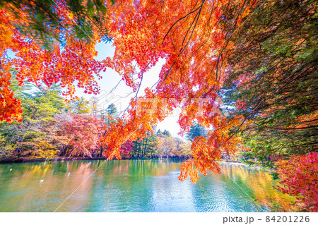 軽井沢雲場池の紅葉 84201226