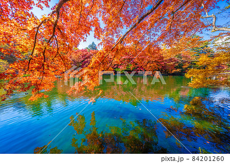 軽井沢雲場池の紅葉 軽井沢雲場池の紅葉 84201260