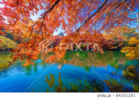 軽井沢雲場池の紅葉 軽井沢雲場池の紅葉 84201261