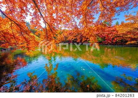 軽井沢雲場池の紅葉 軽井沢雲場池の紅葉 84201263