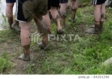 田植えで汚れた子供達の足 84201290