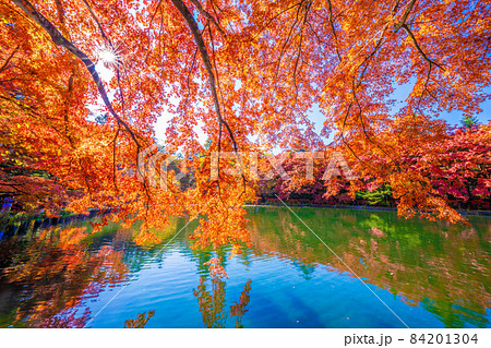 軽井沢雲場池の紅葉 84201304