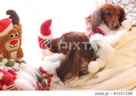 クリスマスを楽しむダックスフンド クリスマスを楽しむダックスフンド 84201386