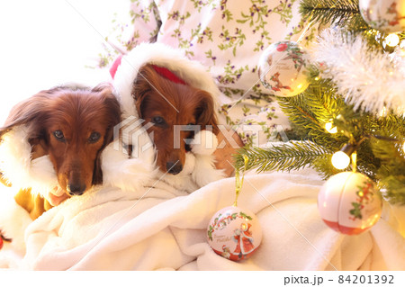 クリスマスを楽しむダックスフンド クリスマスを楽しむダックスフンド 84201392
