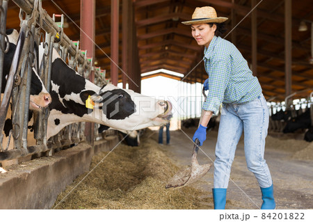 Asian woman farmer working in cowshed, feeds cows Asian woman farmer working in cowshed, feeds cows 84201822