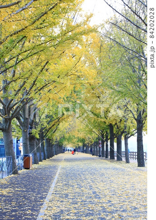 街路樹 道路 並木道 84202028