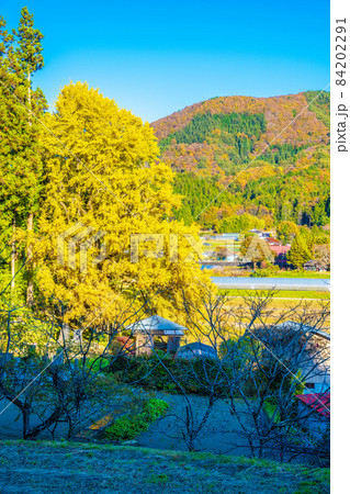 十九庵の大銀杏 十九庵の大銀杏 84202291