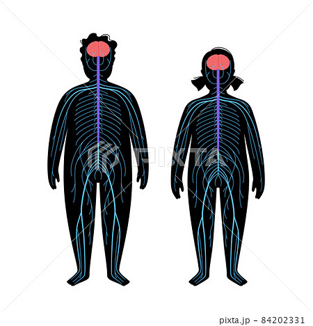 Human nervous system Human nervous system 84202331