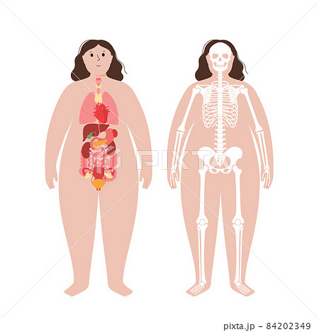 Organs and skeleton 84202349