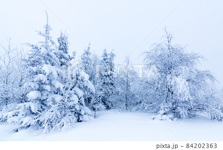 Winter trees in mountains covered with fresh snow 84202363