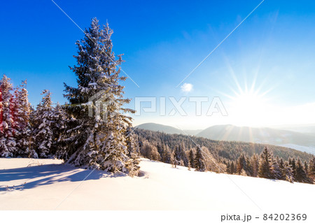 Winter trees in mountains covered with fresh snow 84202369