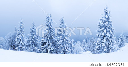 Winter weather with snowdrifts and fog in the mountain spruce forest. Trees curved under the weight of snow Winter weather with snowdrifts and fog in the mountain spruce forest. Trees curved under the weight of snow 84202381
