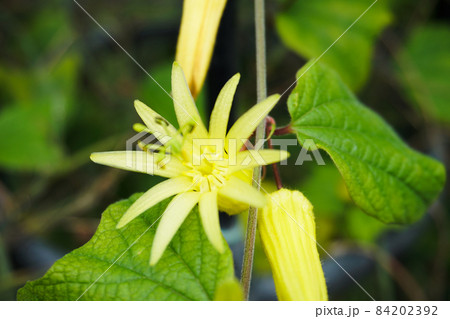 パッシフローラ・キトリナ（黄色い時計草） 84202392