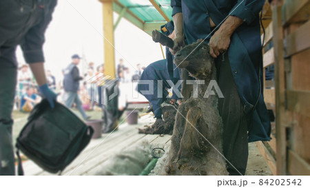 Men shearer shearing sheep at agricultural show in competition. Electric professional sheep manual hair clipper sheep cutting shearing machine. 84202542