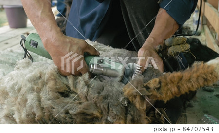 Men shearer shearing sheep at agricultural show in competition. Electric professional sheep manual hair clipper sheep cutting shearing machine. 84202543