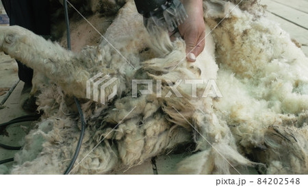 Men shearer shearing sheep at agricultural show in competition. Electric professional sheep manual hair clipper sheep cutting shearing machine. Men shearer shearing sheep at agricultural show in competition. Electric professional sheep manual hair clipper sheep cutting shearing machine. 84202548