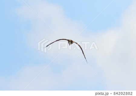 手賀沼の野鳥　秋 84202802