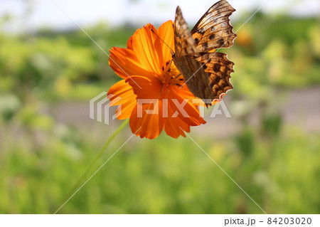 花の上で蝶の休憩する場所 花の上で蝶の休憩する場所 84203020