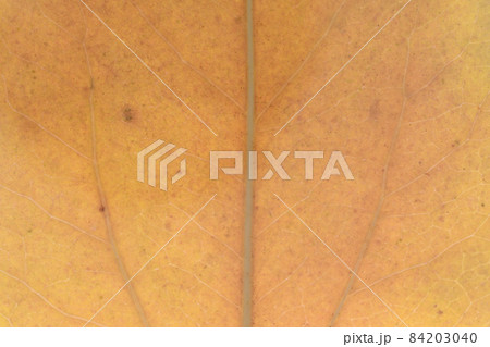 カクレミノ（隠蓑）の葉の紅葉と葉脈 84203040