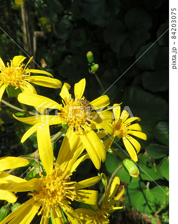 ツワブキの花にとまっているハチ ツワブキの花にとまっているハチ 84203075