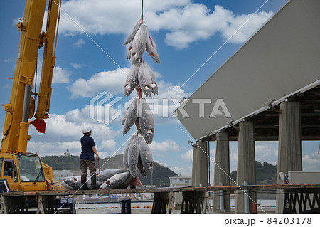 冷凍マグロの水揚げ 84203178