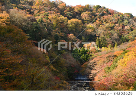 秋の早川渓谷 84203629