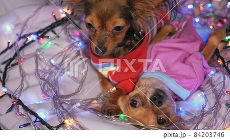 Two Toy Terrier is a yellow New Year's dog. 84203746