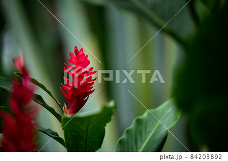アルピニア プルプラタの花 アルピニア プルプラタの花 84203892