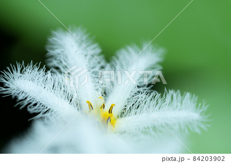 ガガブタの花 ガガブタの花 84203902