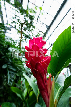 アルピニア プルプラタの花 アルピニア プルプラタの花 84203906