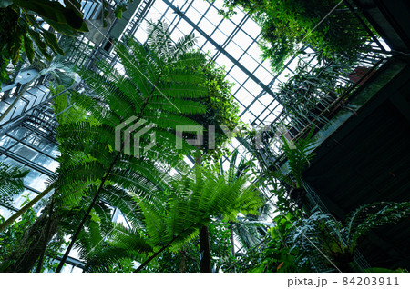 温室の風景 84203911