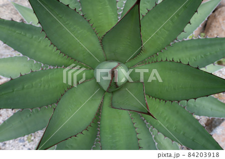 アガベ　多肉植物 84203918