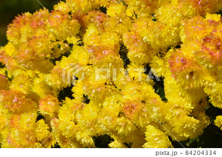 黄色い菊の花（玉藻公園(高松城跡)／香川県高松市玉藻町） 84204334