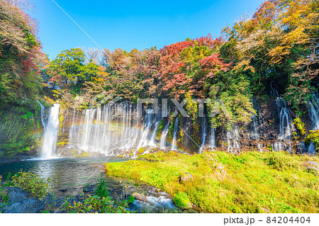 紅葉シーズンの白糸の滝と虹【静岡県】 84204404