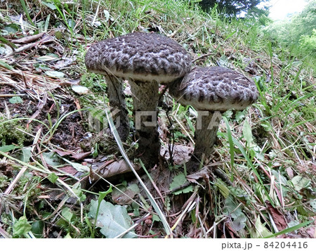 オニイグチ又はオニイグチモドキ(秋田市大平山)どちらか分かりません。 オニイグチ又はオニイグチモドキ(秋田市大平山)どちらか分かりません。 84204416