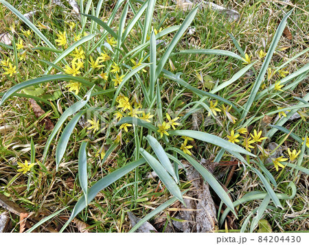 キバナノアマナ(秋田市八橋) キバナノアマナ(秋田市八橋) 84204430